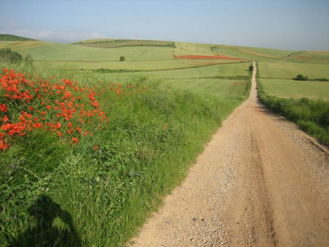 Camino bei Santo Domingo de la Calzada